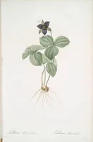 Picture 267 of 960 from Les liliacées (1805), leaf 138