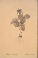 Picture 268 of 960 from Les liliacées (1805), leaf 138