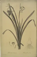 Picture 269 of 960 from Les liliacées (1805), leaf 139