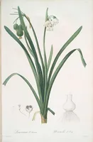 Picture 270 of 960 from Les liliacées (1805), leaf 139