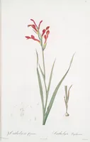 Picture 24 of 960 from Les liliacées (1805), leaf 14