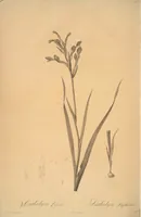 Picture 25 of 960 from Les liliacées (1805), leaf 14