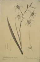 Picture 271 of 960 from Les liliacées (1805), leaf 140