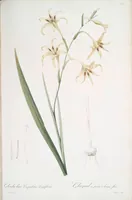 Picture 272 of 960 from Les liliacées (1805), leaf 140