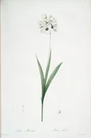 Picture 273 of 960 from Les liliacées (1805), leaf 141