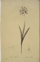 Picture 274 of 960 from Les liliacées (1805), leaf 141