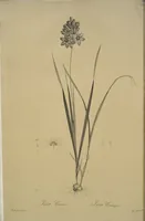 Picture 275 of 960 from Les liliacées (1805), leaf 142