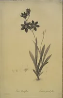 Picture 276 of 960 from Les liliacées (1805), leaf 143