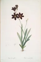 Picture 277 of 960 from Les liliacées (1805), leaf 143