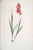 Picture 278 of 960 from Les liliacées (1805), leaf 144