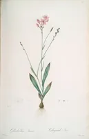 Picture 279 of 960 from Les liliacées (1805), leaf 145