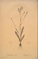 Picture 280 of 960 from Les liliacées (1805), leaf 145