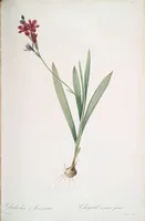 Picture 282 of 960 from Les liliacées (1805), leaf 146