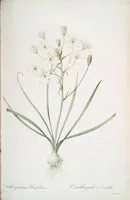 Picture 283 of 960 from Les liliacées (1805), leaf 147