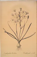 Picture 284 of 960 from Les liliacées (1805), leaf 147