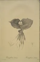 Picture 286 of 960 from Les liliacées (1805), leaf 148