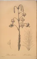 Picture 288 of 960 from Les liliacées (1805), leaf 149