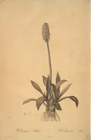 Picture 26 of 960 from Les liliacées (1805), leaf 15