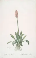 Picture 27 of 960 from Les liliacées (1805), leaf 15