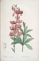Picture 289 of 960 from Les liliacées (1805), leaf 150