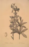 Picture 290 of 960 from Les liliacées (1805), leaf 150