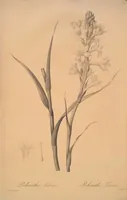 Picture 291 of 960 from Les liliacées (1805), leaf 151