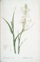 Picture 292 of 960 from Les liliacées (1805), leaf 151