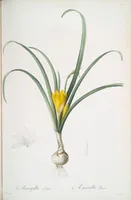 Picture 293 of 960 from Les liliacées (1805), leaf 152