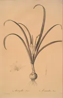 Picture 294 of 960 from Les liliacées (1805), leaf 152
