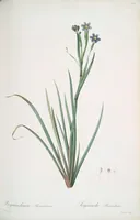 Picture 295 of 960 from Les liliacées (1805), leaf 153