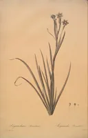 Picture 296 of 960 from Les liliacées (1805), leaf 153