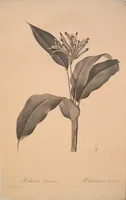 Picture 299 of 960 from Les liliacées (1805), leaf 155