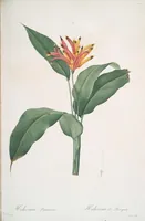 Picture 300 of 960 from Les liliacées (1805), leaf 155
