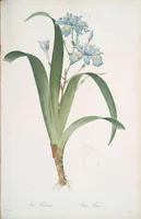 Picture 301 of 960 from Les liliacées (1805), leaf 156