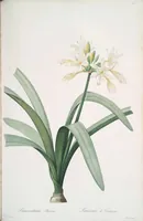 Picture 303 of 960 from Les liliacées (1805), leaf 157