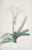 Picture 305 of 960 from Les liliacées (1805), leaf 158