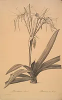 Picture 306 of 960 from Les liliacées (1805), leaf 158