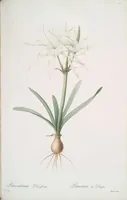 Picture 307 of 960 from Les liliacées (1805), leaf 159