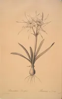 Picture 308 of 960 from Les liliacées (1805), leaf 159