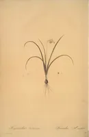 Picture 28 of 960 from Les liliacées (1805), leaf 16
