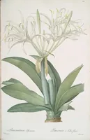 Picture 309 of 960 from Les liliacées (1805), leaf 160
