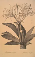 Picture 310 of 960 from Les liliacées (1805), leaf 160