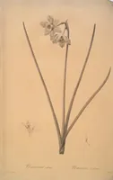 Picture 311 of 960 from Les liliacées (1805), leaf 161