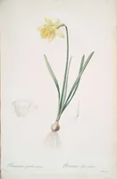 Picture 313 of 960 from Les liliacées (1805), leaf 162