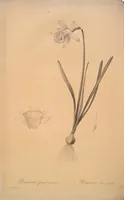 Picture 314 of 960 from Les liliacées (1805), leaf 162