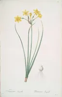 Picture 315 of 960 from Les liliacées (1805), leaf 163
