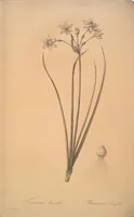Picture 316 of 960 from Les liliacées (1805), leaf 163