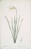Picture 318 of 960 from Les liliacées (1805), leaf 164