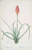 Picture 319 of 960 from Les liliacées (1805), leaf 165