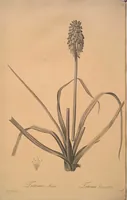 Picture 320 of 960 from Les liliacées (1805), leaf 165